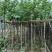 宫粉紫荆5～8公分基地直销规格齐全欢迎老板来电咨询
