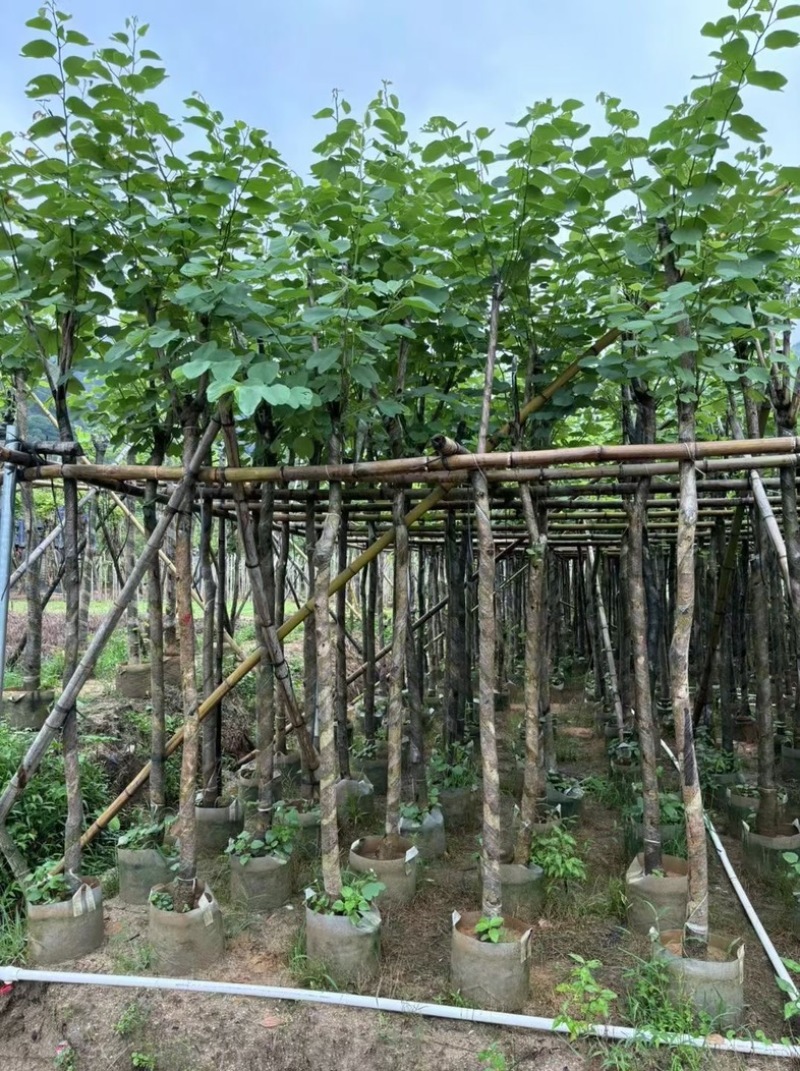 宫粉紫荆5～8公分基地直销规格齐全欢迎老板来电咨询