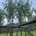 宫粉紫荆5～8公分基地直销规格齐全欢迎老板来电咨询