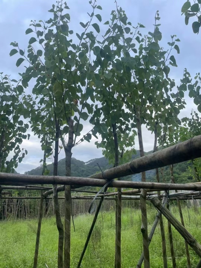 宫粉紫荆5～8公分基地直销规格齐全欢迎老板来电咨询