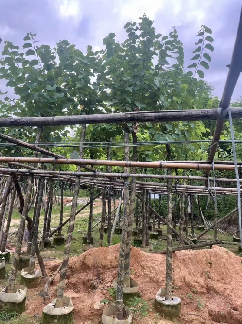 宫粉紫荆5～8公分基地直销规格齐全欢迎老板来电咨询