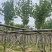 宫粉紫荆5～8公分基地直销规格齐全欢迎老板来电咨询