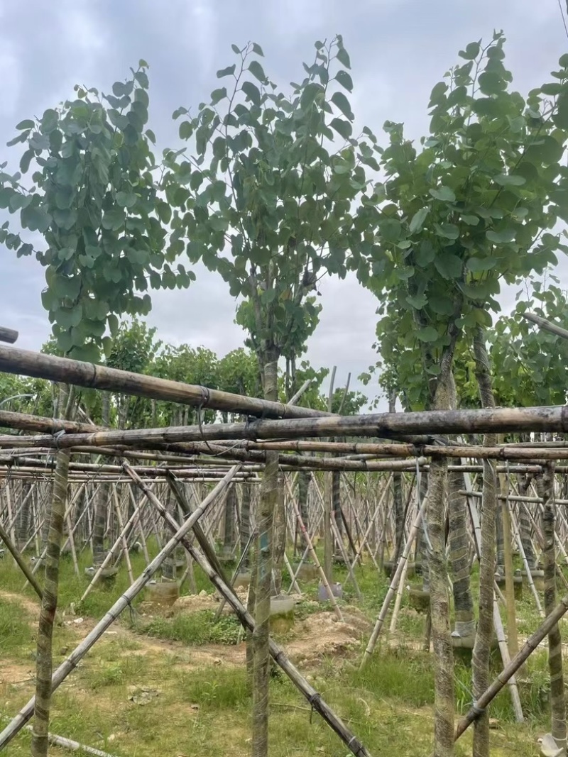 宫粉紫荆5～8公分基地直销规格齐全欢迎老板来电咨询