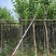 宫粉紫荆5～8公分基地直销规格齐全欢迎老板来电咨询