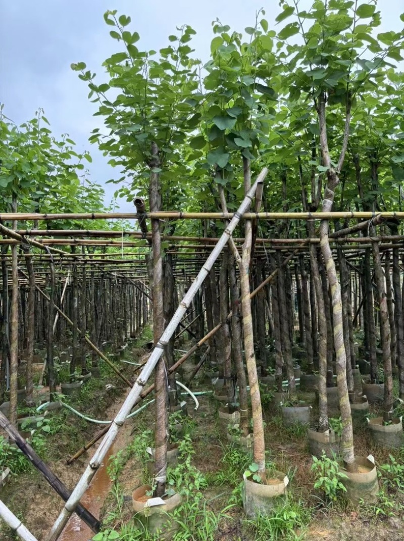 宫粉紫荆5～8公分基地直销规格齐全欢迎老板来电咨询