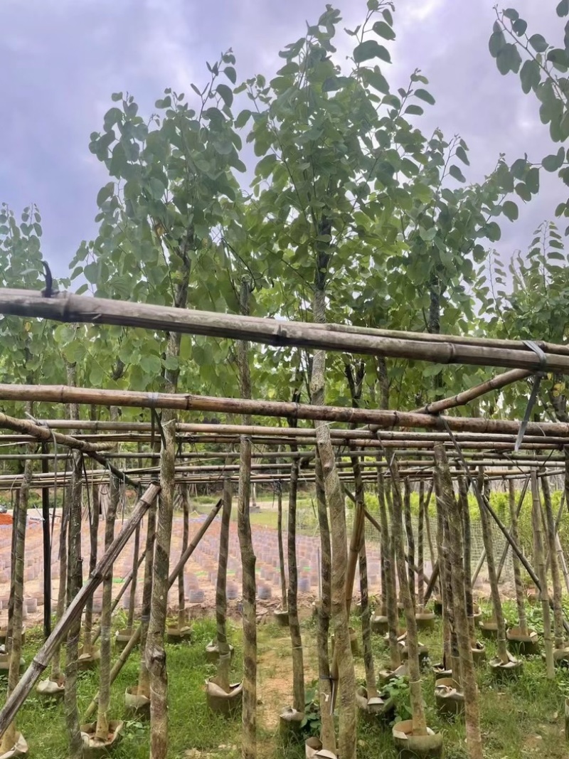 宫粉紫荆5～8公分基地直销规格齐全欢迎老板来电咨询