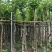 宫粉紫荆5～8公分基地直销规格齐全欢迎老板来电咨询