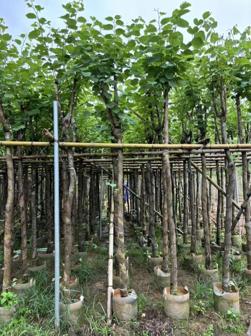 宫粉紫荆5～8公分基地直销规格齐全欢迎老板来电咨询