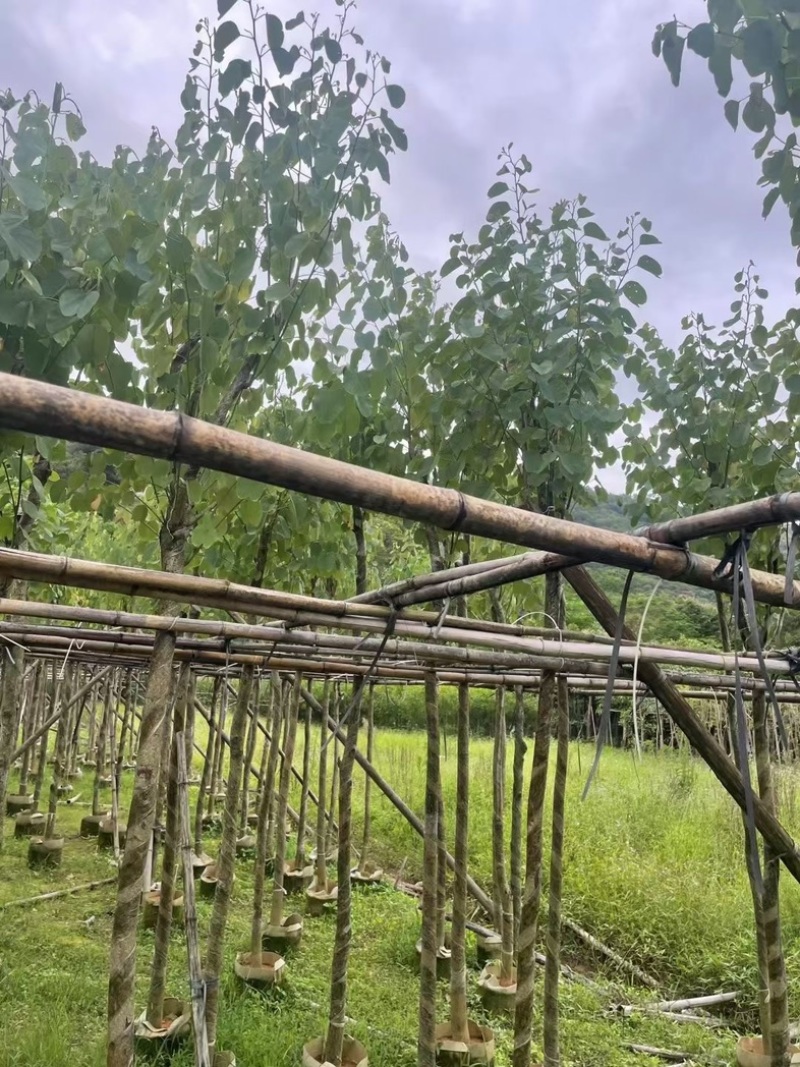 宫粉紫荆5～8公分基地直销规格齐全欢迎老板来电咨询