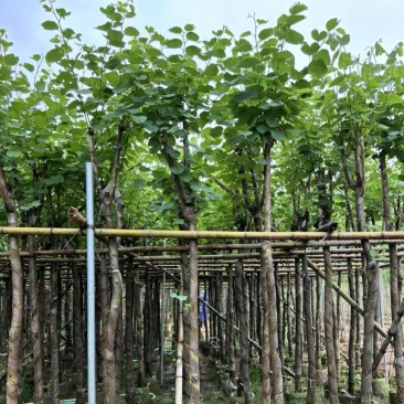 宫粉紫荆5～8公分基地直销规格齐全欢迎老板来电咨询