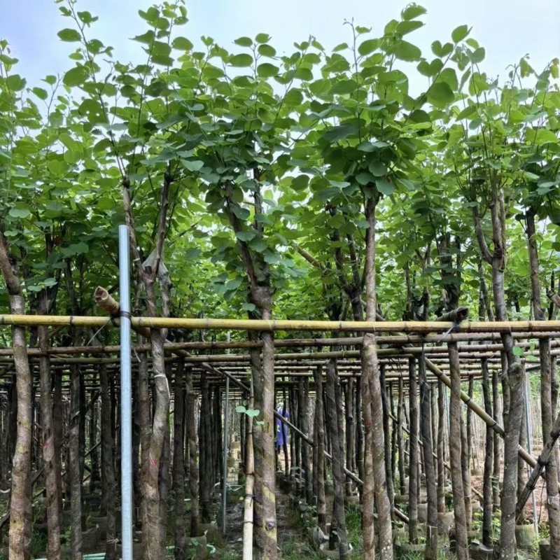 宫粉紫荆5～8公分基地直销规格齐全欢迎老板来电咨询