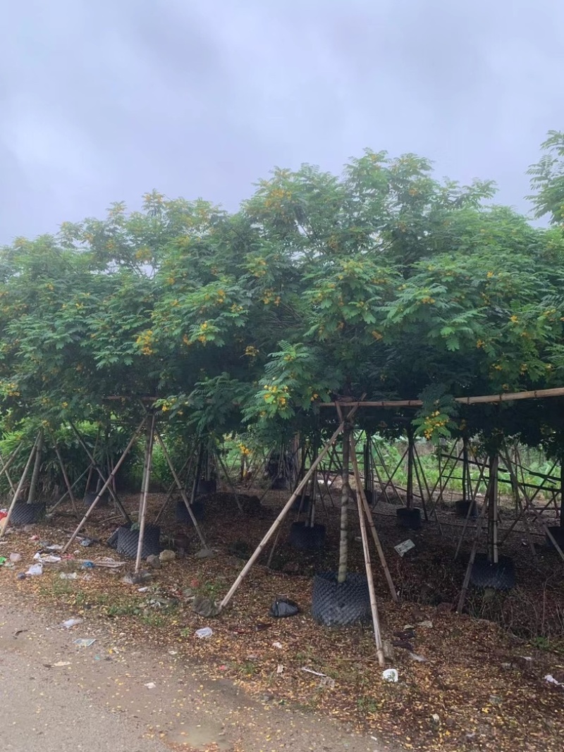 黄花槐5～8公分基地直销规格齐全欢迎老板来电咨询合作