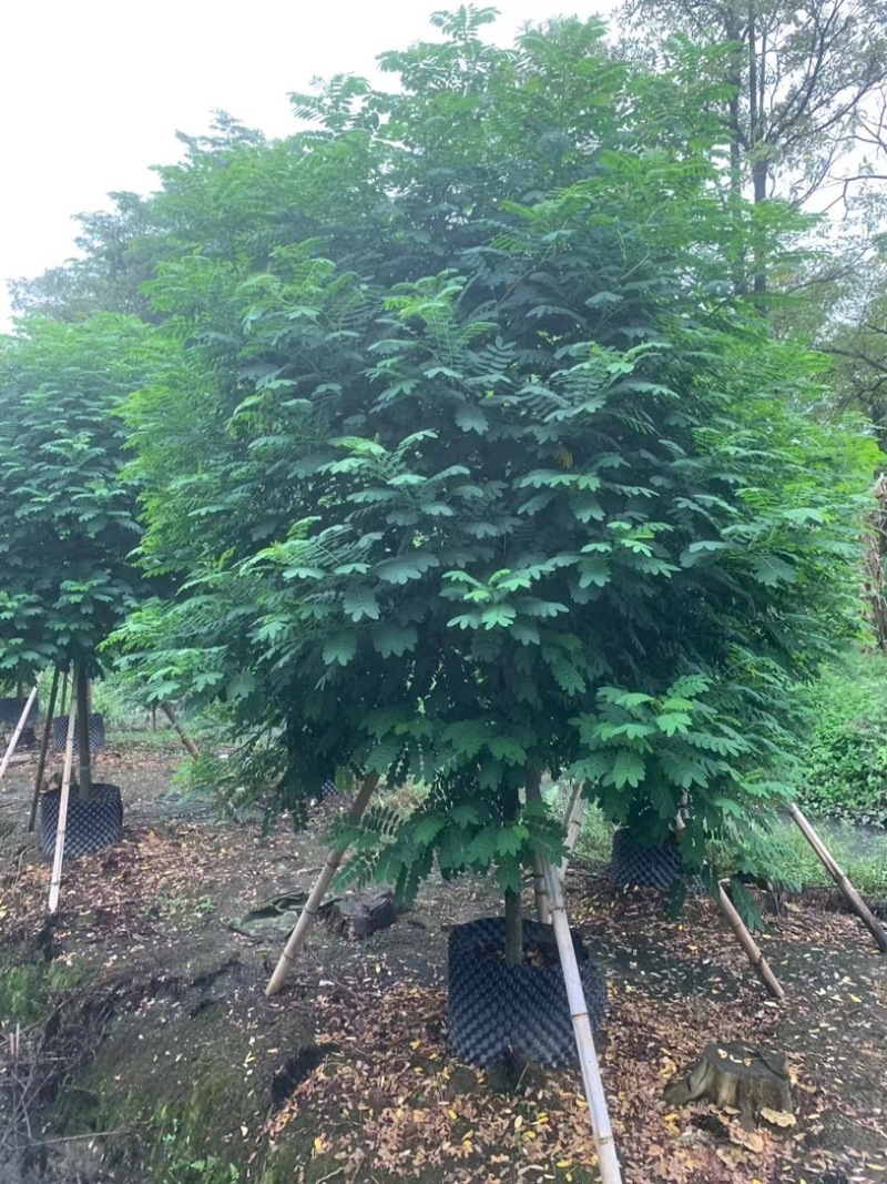 黄花槐5～8公分基地直销规格齐全欢迎老板来电咨询合作