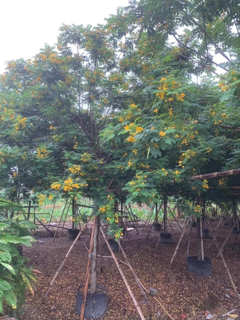 黄花槐5～8公分基地直销规格齐全欢迎老板来电咨询合作