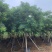 黄花槐5～8公分基地直销规格齐全欢迎老板来电咨询合作