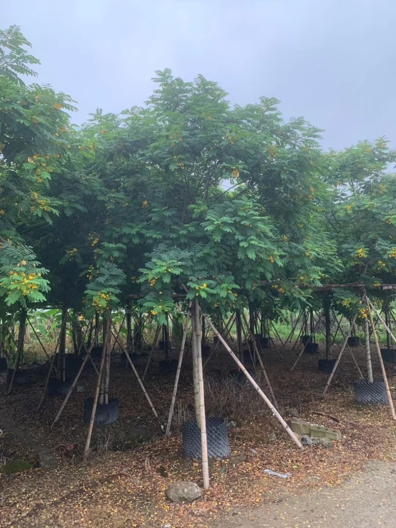 黄花槐5～8公分基地直销规格齐全欢迎老板来电咨询合作