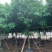 黄花槐5～8公分基地直销规格齐全欢迎老板来电咨询合作