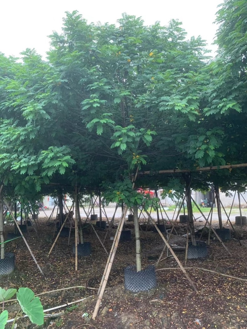 黄花槐5～8公分基地直销规格齐全欢迎老板来电咨询合作