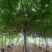 黄花槐5～8公分基地直销规格齐全欢迎老板来电咨询合作