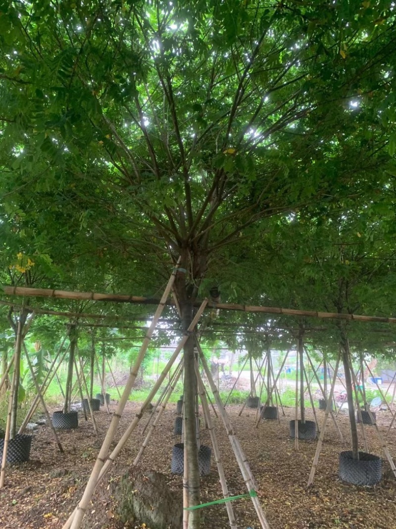 黄花槐5～8公分基地直销规格齐全欢迎老板来电咨询合作