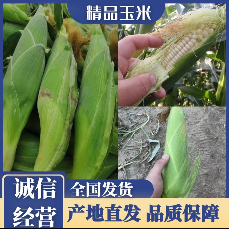 青州新白花糯鲜玉米大量上市便宜0.67元/个