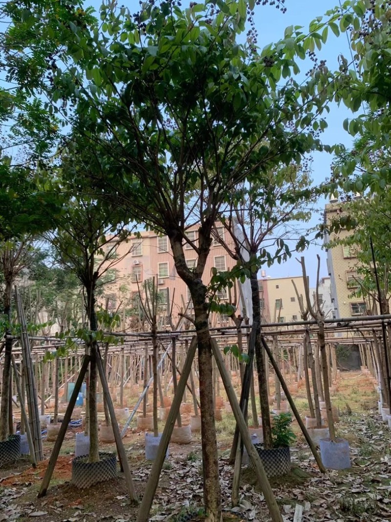 大叶紫薇10～15公分基地直销规格齐全欢迎老板来电