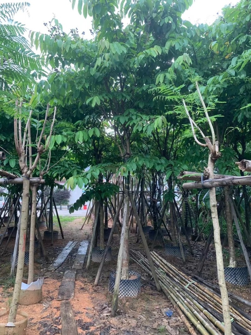 大叶紫薇10～15公分基地直销规格齐全欢迎老板来电