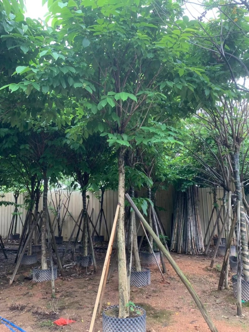 大叶紫薇10～15公分基地直销规格齐全欢迎老板来电
