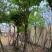 大叶紫薇10～15公分基地直销规格齐全欢迎老板来电