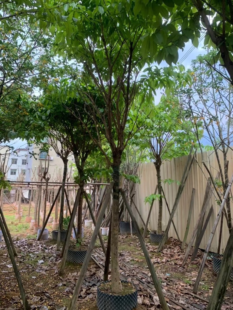 大叶紫薇10～15公分基地直销规格齐全欢迎老板来电