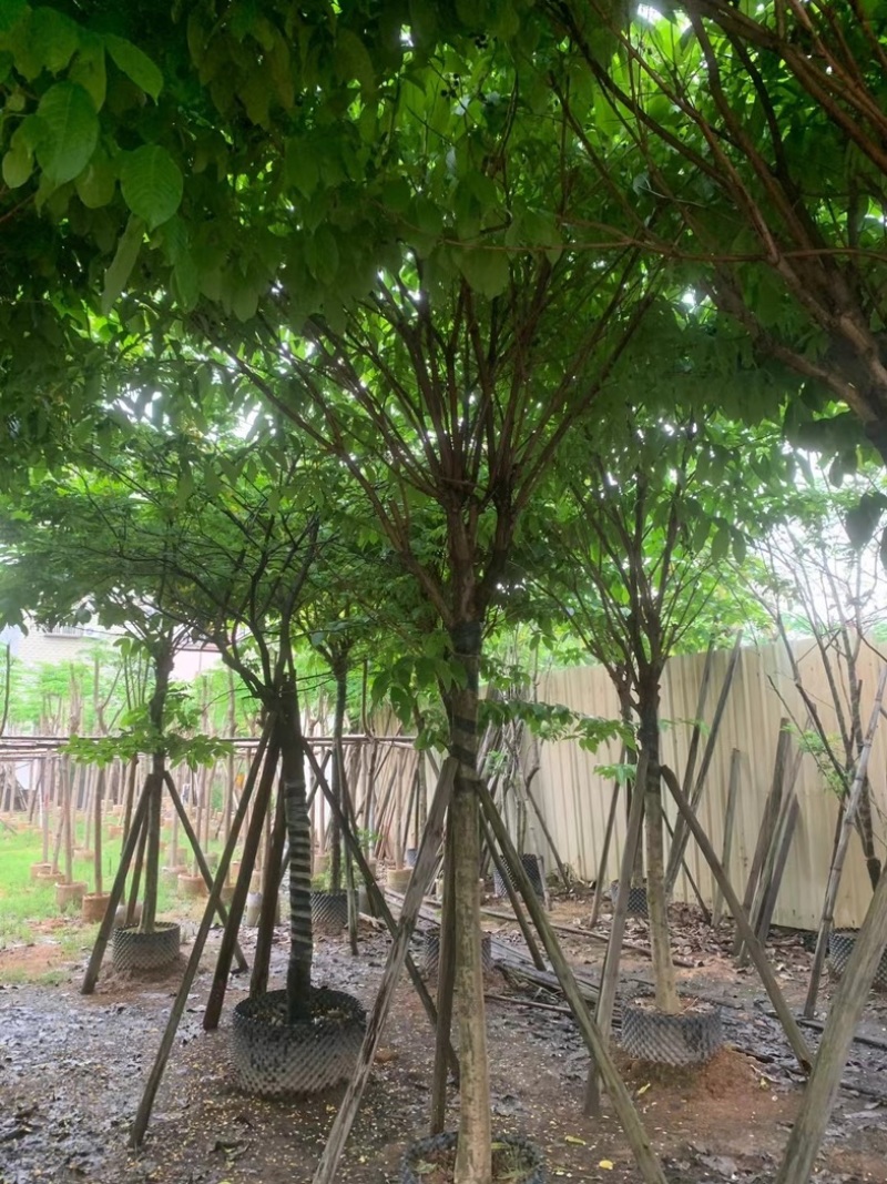 大叶紫薇10～15公分基地直销规格齐全欢迎老板来电