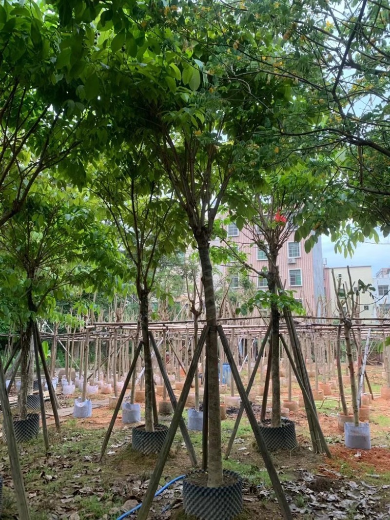 大叶紫薇10～15公分基地直销规格齐全欢迎老板来电