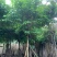 大叶紫薇10～15公分基地直销规格齐全欢迎老板来电