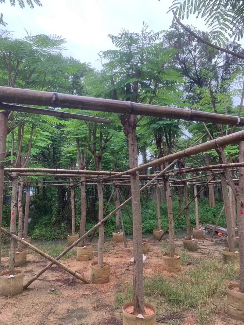 红花楹树5～15公分基地直销规格齐全欢迎老板来电咨询