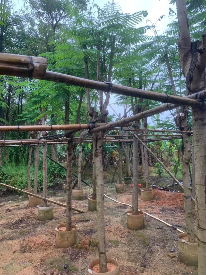 红花楹树5～15公分基地直销规格齐全欢迎老板来电咨询