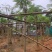 红花楹树5～15公分基地直销规格齐全欢迎老板来电咨询