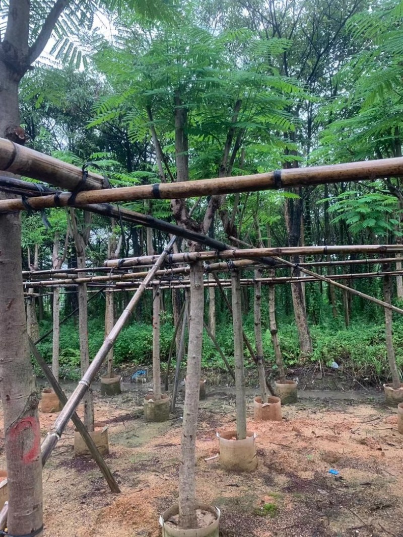 红花楹树5～15公分基地直销规格齐全欢迎老板来电咨询
