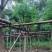 红花楹树5～15公分基地直销规格齐全欢迎老板来电咨询