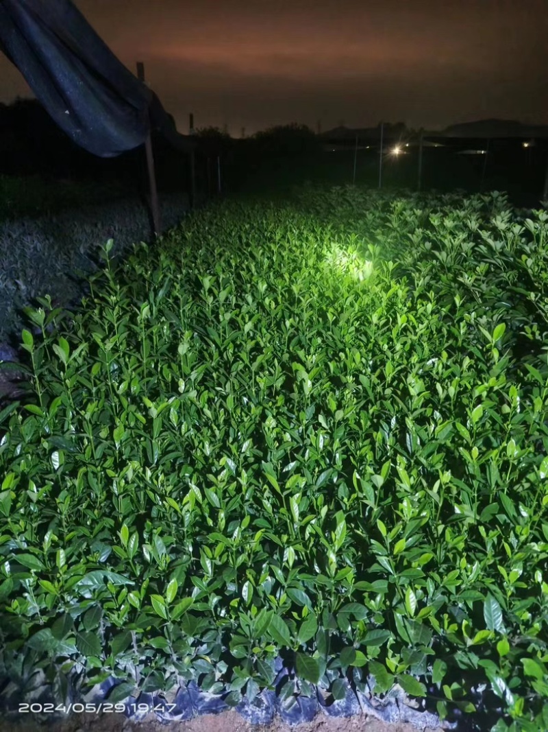 栀子花大叶/中叶/小叶基地直销质量优质欢迎老板来电