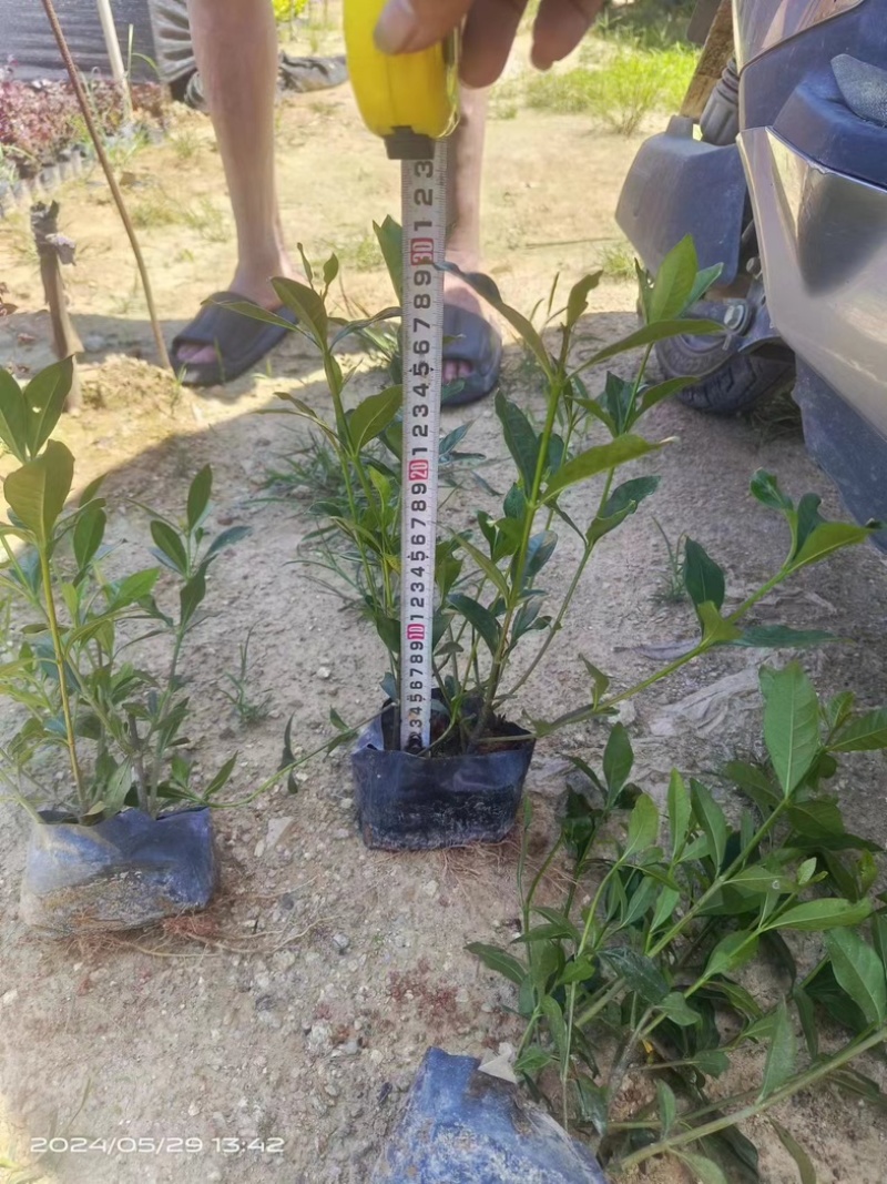 栀子花大叶/中叶/小叶基地直销质量优质欢迎老板来电