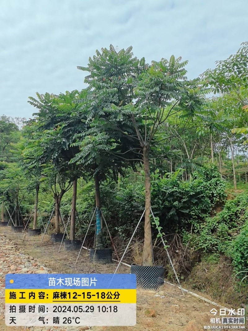 麻楝树12～18公分基地直销规格齐全欢迎老板来电咨询