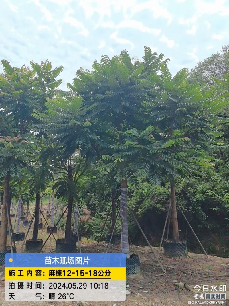 麻楝树12～18公分基地直销规格齐全欢迎老板来电咨询