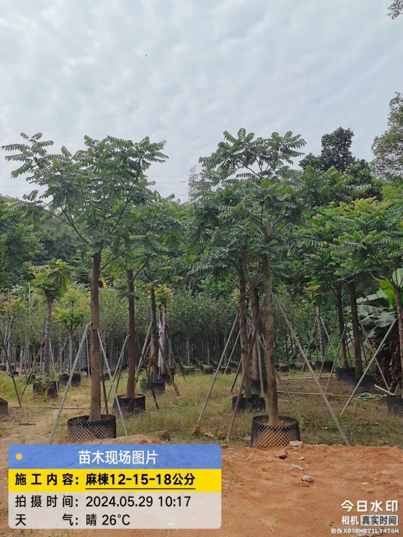 麻楝树12～18公分基地直销规格齐全欢迎老板来电咨询