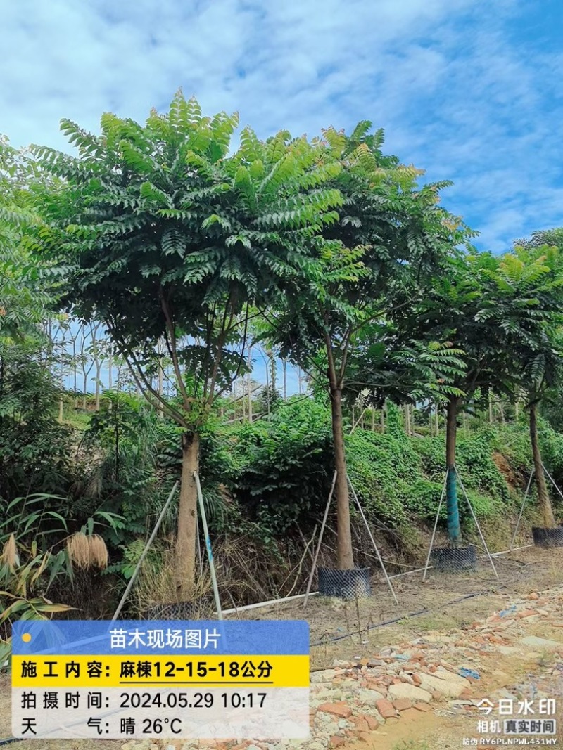 麻楝树12～18公分基地直销规格齐全欢迎老板来电咨询