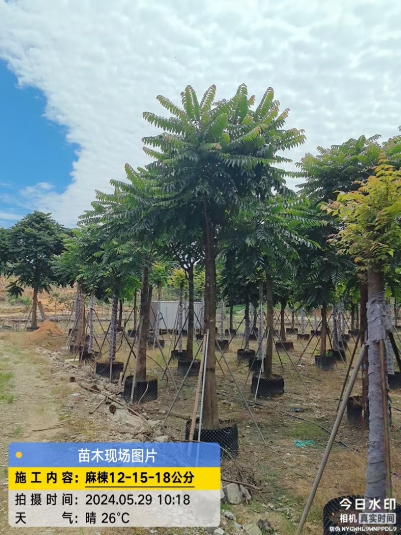 麻楝树12～18公分基地直销规格齐全欢迎老板来电咨询