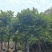 麻楝树12～18公分基地直销规格齐全欢迎老板来电咨询