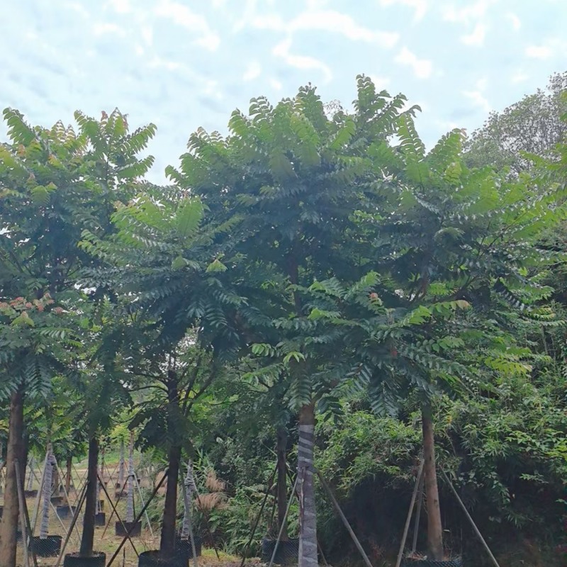 麻楝树12～18公分基地直销规格齐全欢迎老板来电咨询