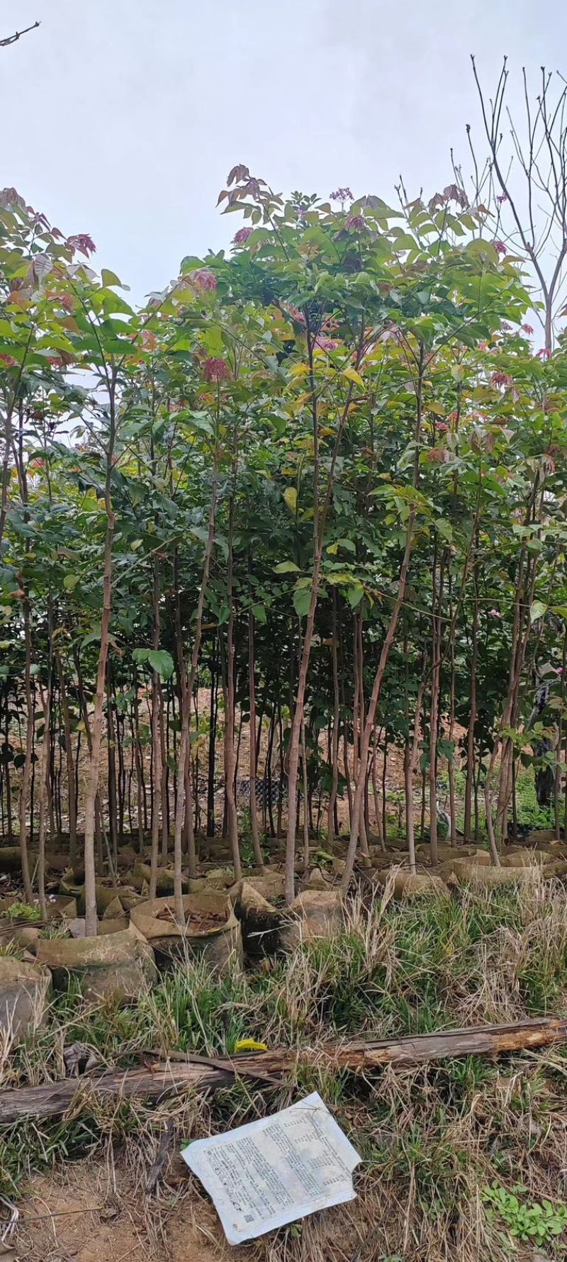 原生苗麻楝1.5至2米高基地直销规格齐全欢迎老板来电