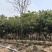 原生苗麻楝1.5至2米高基地直销规格齐全欢迎老板来电