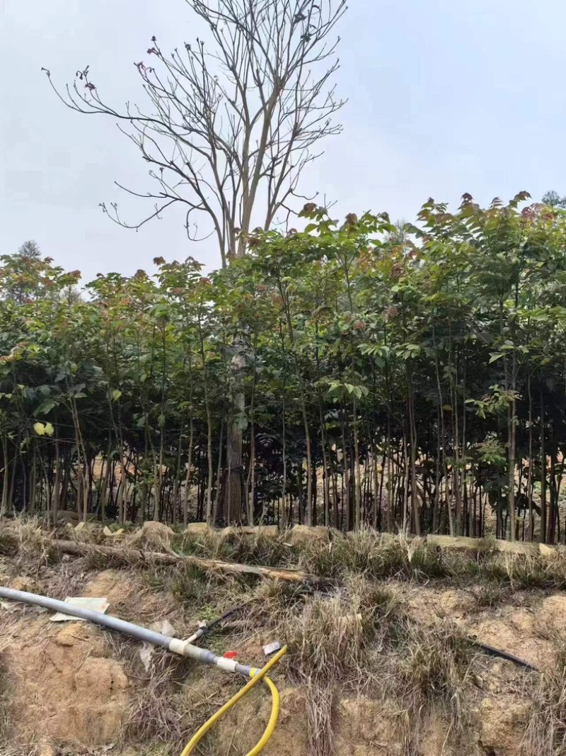 原生苗麻楝1.5至2米高基地直销规格齐全欢迎老板来电
